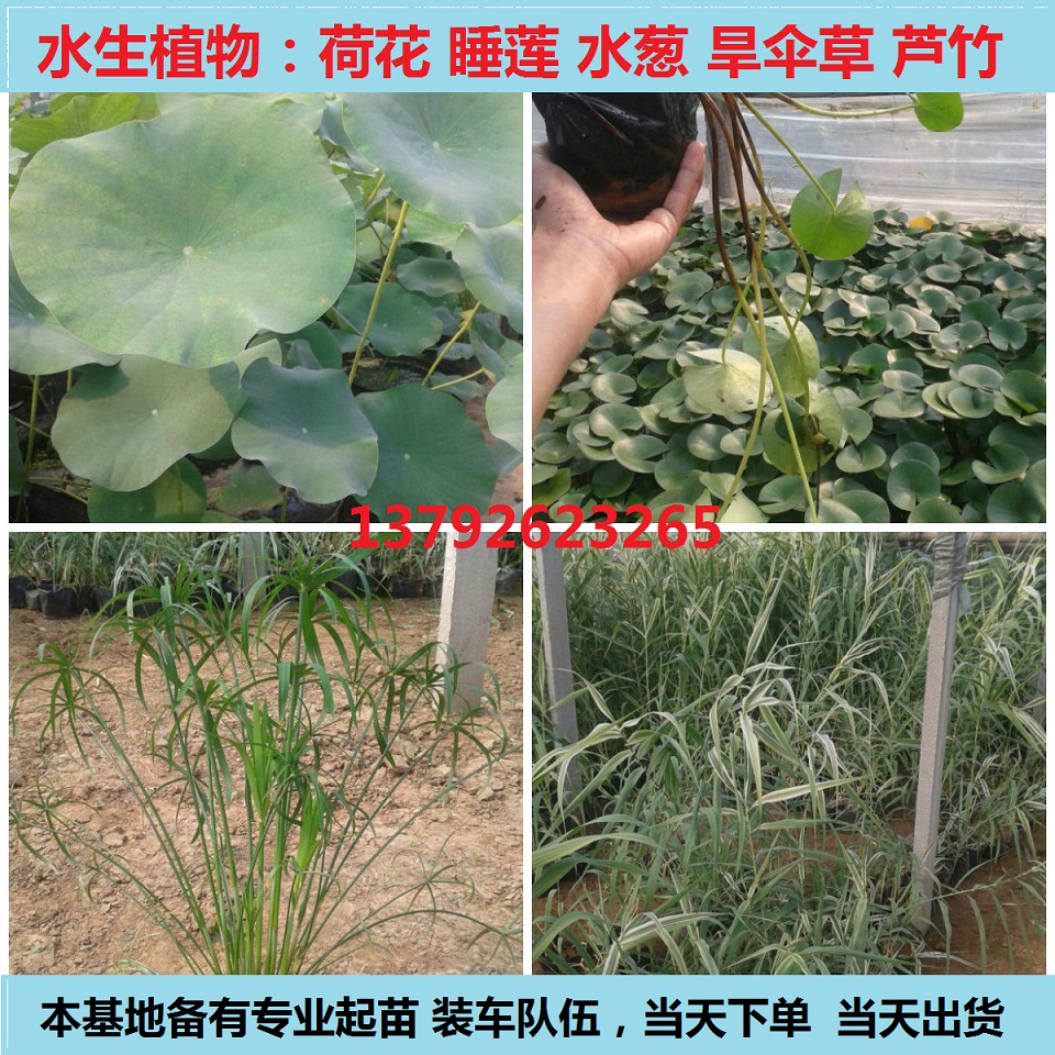 防腐木花箱(图2)